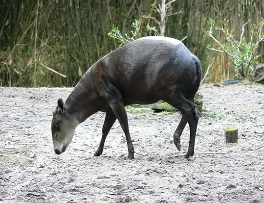 Picture of a yellow-backed duiker (Cephalophus silvicultor)