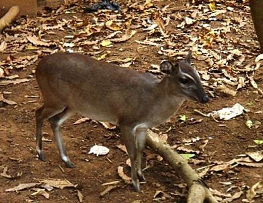 Picture of a abbott's duiker (Cephalophus spadix)
