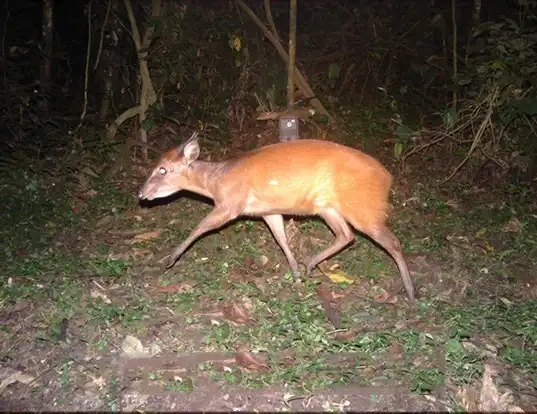 Picture of a weyns's duiker (Cephalophus weynsi)