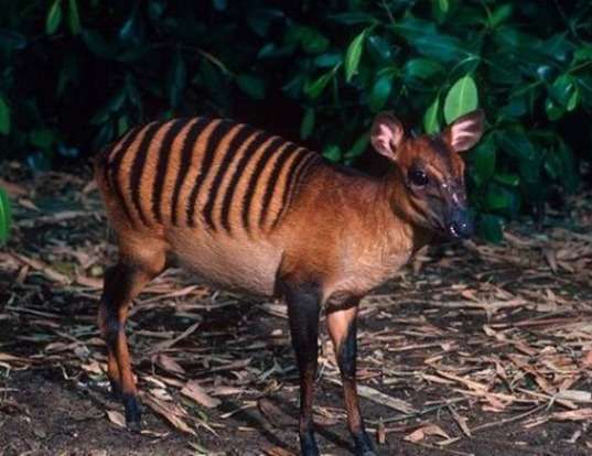 Picture of a zebra duiker (Cephalophus zebra)
