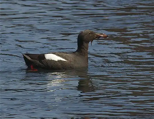 Picture of a pigeon guillemot (Cepphus columba)