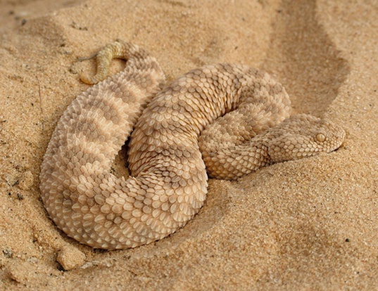 Picture of a sand viper (Cerastes vipera)