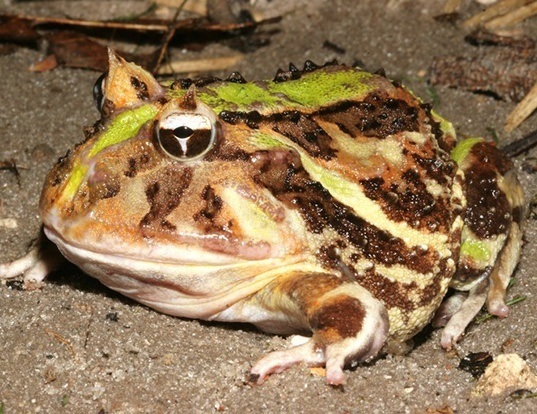 Picture of a brazilian horned frog (Ceratophrys aurita)