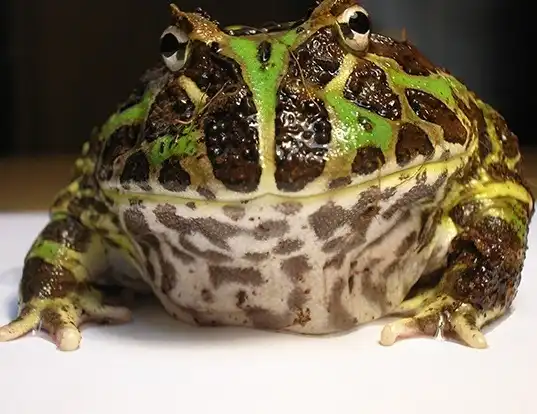 Picture of a argentina horned frog (Ceratophrys ornata)