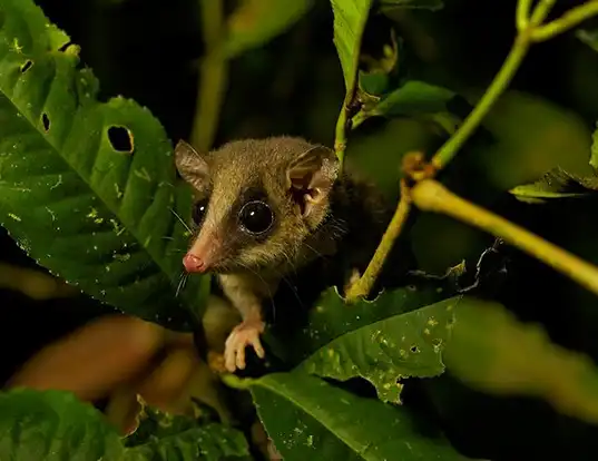 Picture of a long-tailed pygmy possum (Cercartetus caudatus)