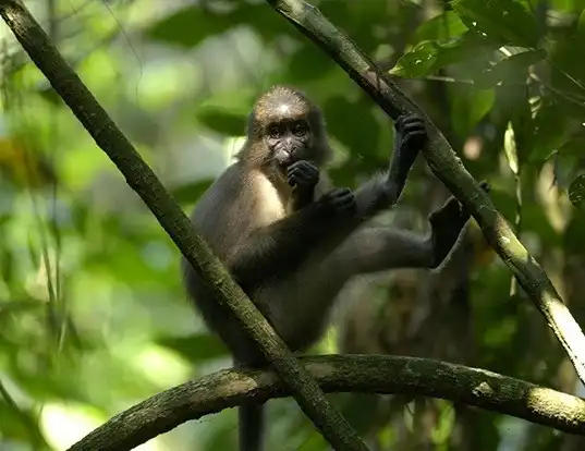 Picture of a agile mangabey (Cercocebus agilis)