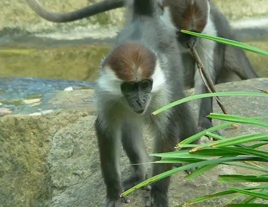 Picture of a white-collared mangabey (Cercocebus torquatus)