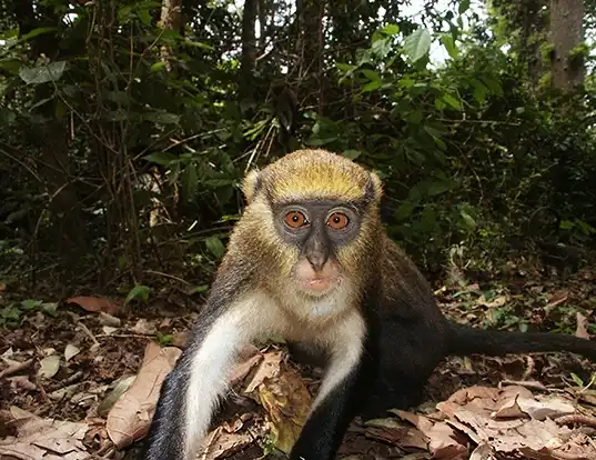 Picture of a campbell's monkey (Cercopithecus campbelli)