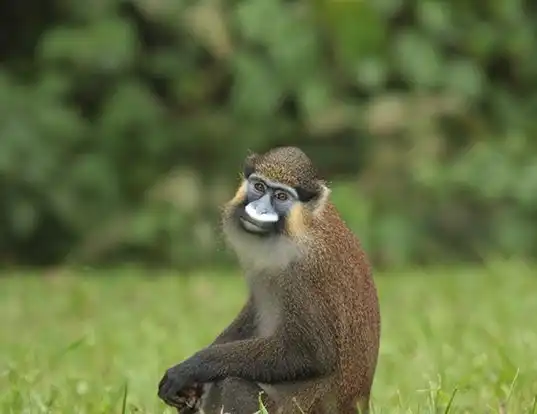 Picture of a moustached monkey (Cercopithecus cephus)