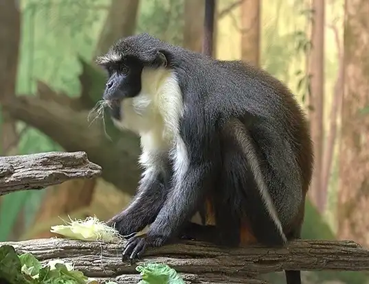 Picture of a diana monkey (Cercopithecus diana)