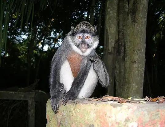 Picture of a white-throated monkey (Cercopithecus erythrogaster)