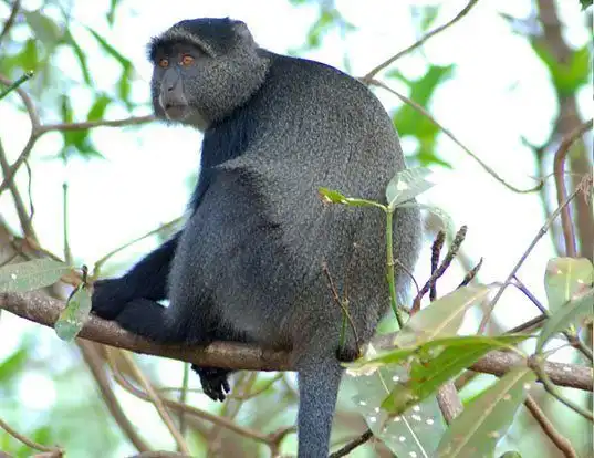 Picture of a blue monkey (Cercopithecus mitis)
