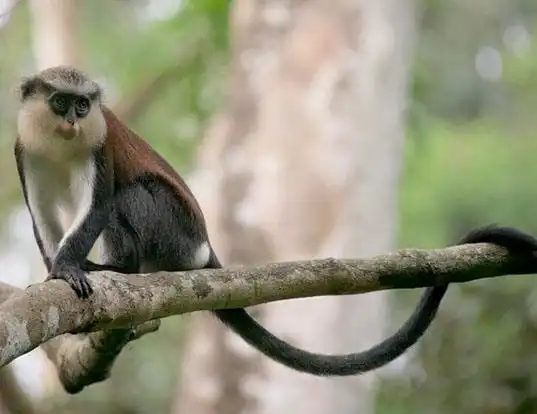 Picture of a mona monkey (Cercopithecus mona)