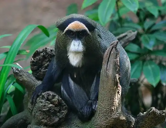 Picture of a de brazza's monkey (Cercopithecus neglectus)