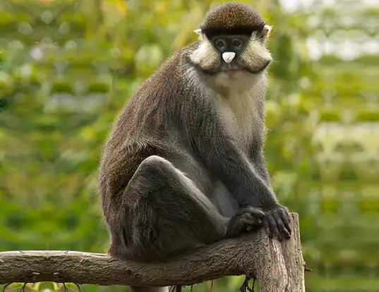 Picture of a putty-nosed monkey (Cercopithecus nictitans)