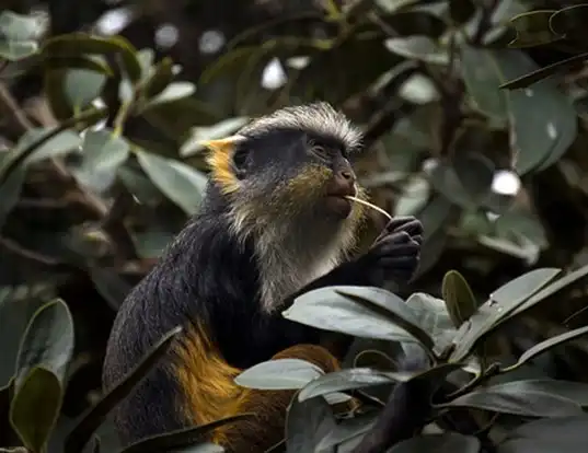 Picture of a crowned monkey (Cercopithecus pogonias)
