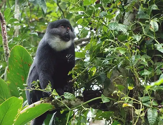 Picture of a preuss's monkey (Cercopithecus preussi)