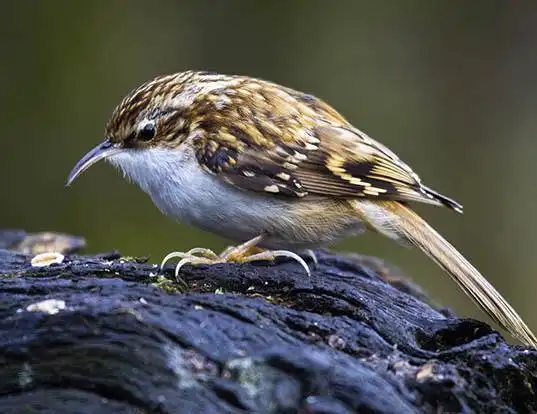 Picture of a eurasian treecreeper (Certhia familiaris)