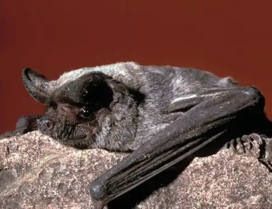 Picture of a little free-tailed bat (Chaerephon pumila)