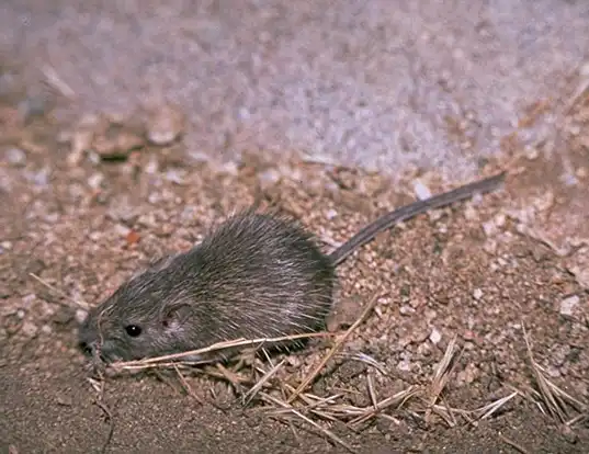 Picture of a san diego pocket mouse (Chaetodipus fallax)