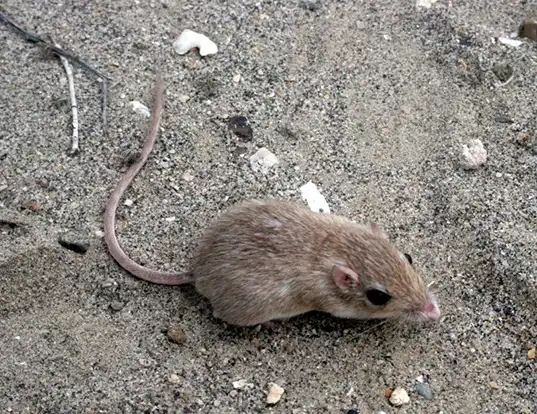 Picture of a long-tailed pocket mouse (Chaetodipus formosus)