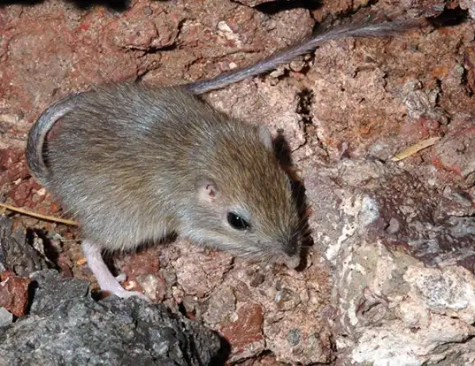 Picture of a nelson's pocket mouse (Chaetodipus nelsoni)