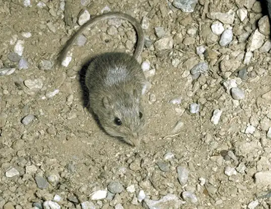 Picture of a desert pocket mouse (Chaetodipus penicillatus)