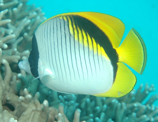 Picture of a lined butterflyfish (Chaetodon lineolatus)