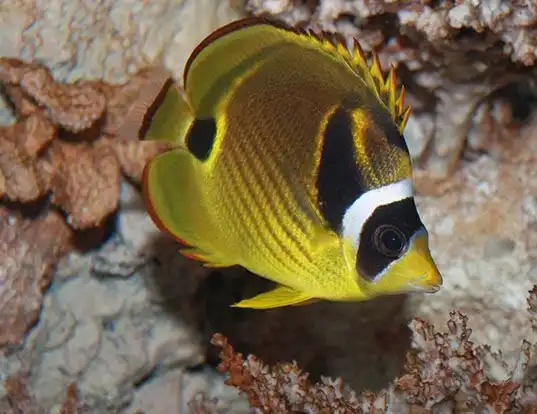 Picture of a redstriped butterflyfish (Chaetodon lunula)