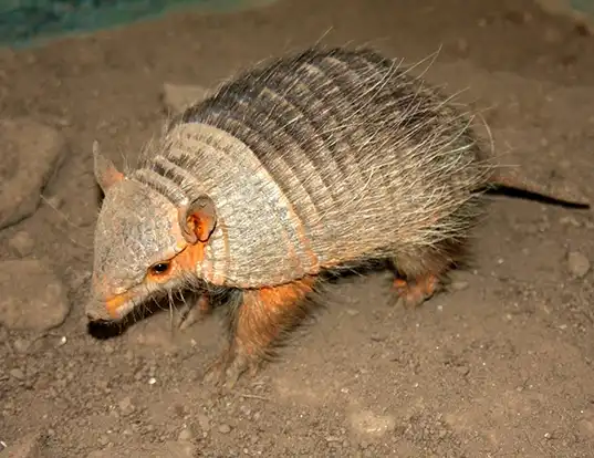 Picture of a andean hairy armadillo (Chaetophractus nationi)