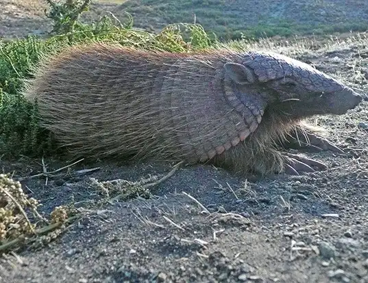 Picture of a screaming hairy armadillo (Chaetophractus vellerosus)
