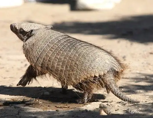 Picture of a large hairy armadillo (Chaetophractus villosus)