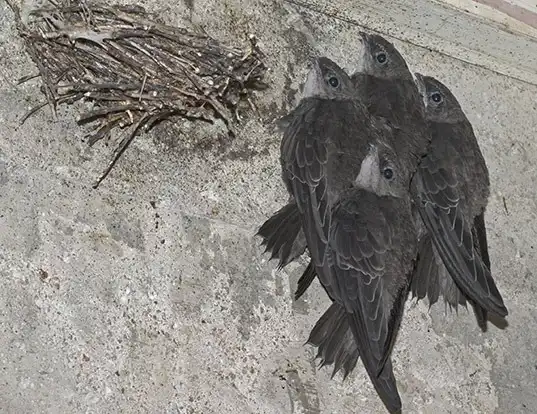 Picture of a chimney swift (Chaetura pelagica)