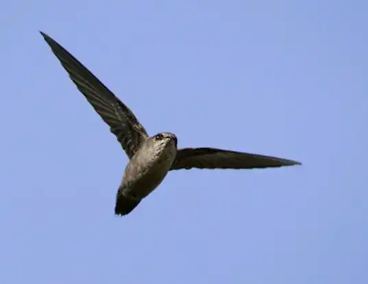 Picture of a vaux's swift (Chaetura vauxi)