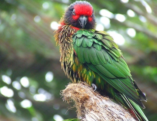 Picture of a yellow-streaked lory (Chalcopsitta scintillata)