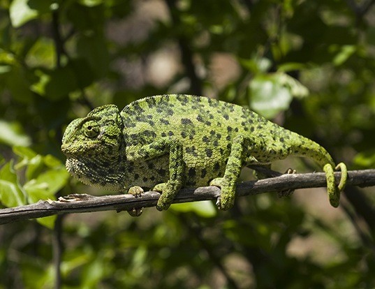 Picture of a mediterranean chameleon (Chamaeleo chamaeleon)