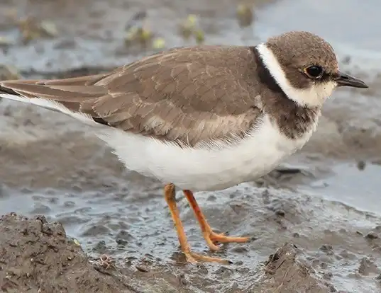 Picture of a little ringed plover (Charadrius dubius)