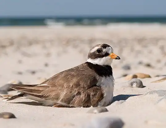 Picture of a ringed plover (Charadrius hiaticula)