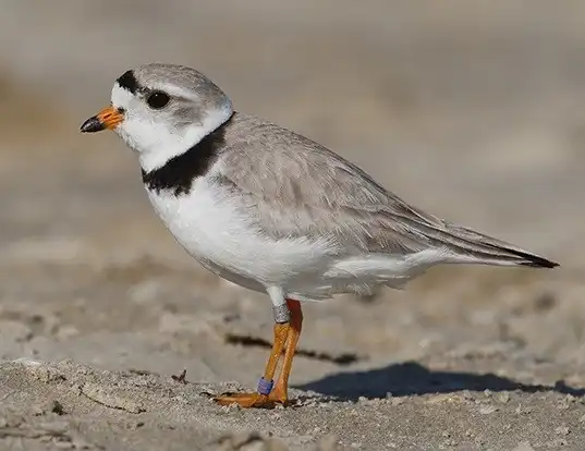 Picture of a piping plover (Charadrius melodus)
