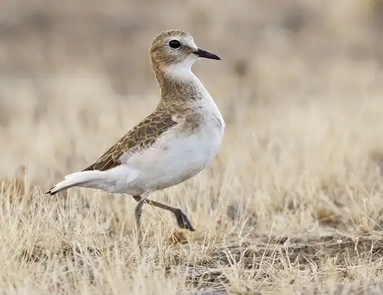 Picture of a mountain plover (Charadrius montanus)