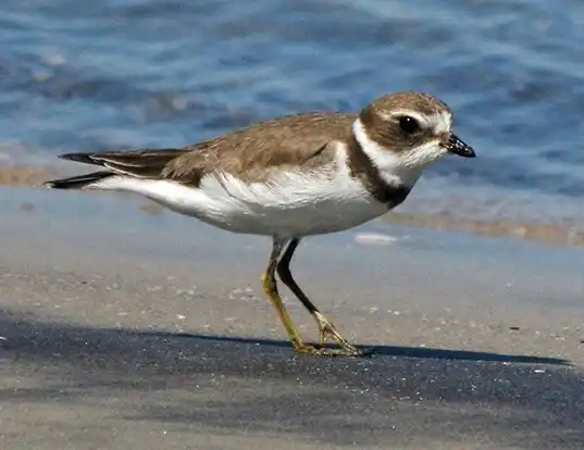 Picture of a semipalmated plover (Charadrius semipalmatus)