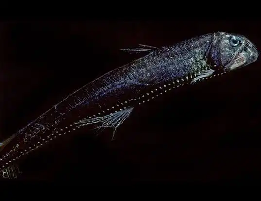 Picture of a pacific viperfish (Chauliodus macouni)