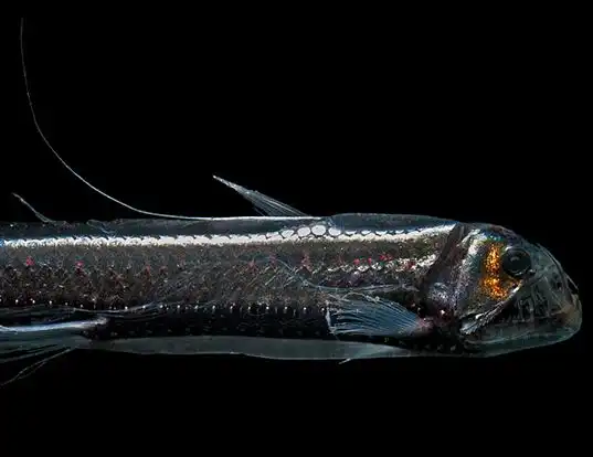 Picture of a sloan's fangfish (Chauliodus sloani)