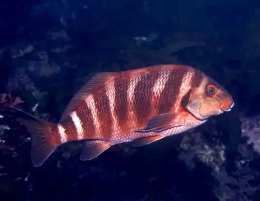 Picture of a red moki (Cheilodactylus spectabilis)