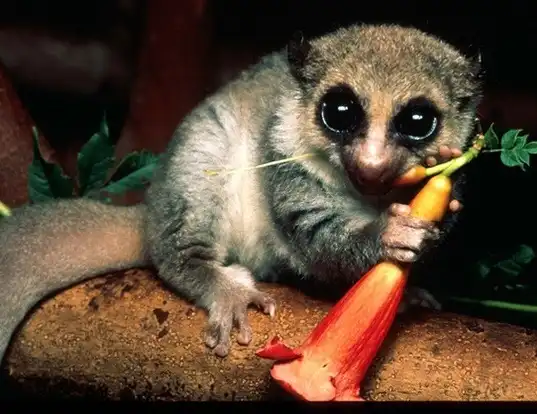 Picture of a western fat-tailed dwarf lemur (Cheirogaleus medius)