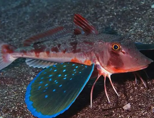 Picture of a east atlantic red gurnard (Chelidonichthys cuculus)