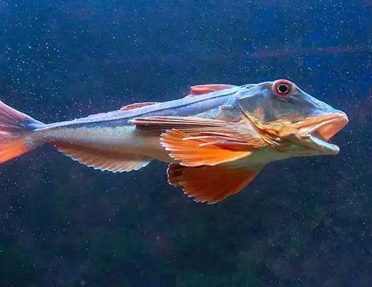 Picture of a tub gurnard (Chelidonichthys lucerna)