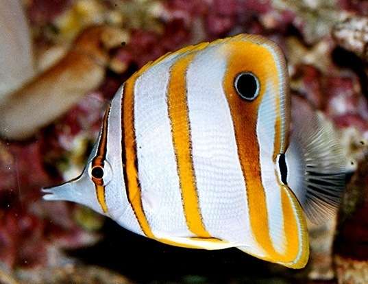 Picture of a longnosed butterflyfish (Chelmon rostratus)