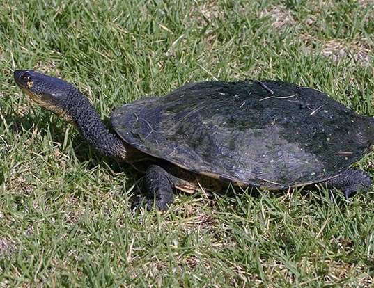 Picture of a snakeneck turtle (Chelodina longicollis)