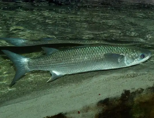 Picture of a thicklip grey mullet (Chelon labrosus)